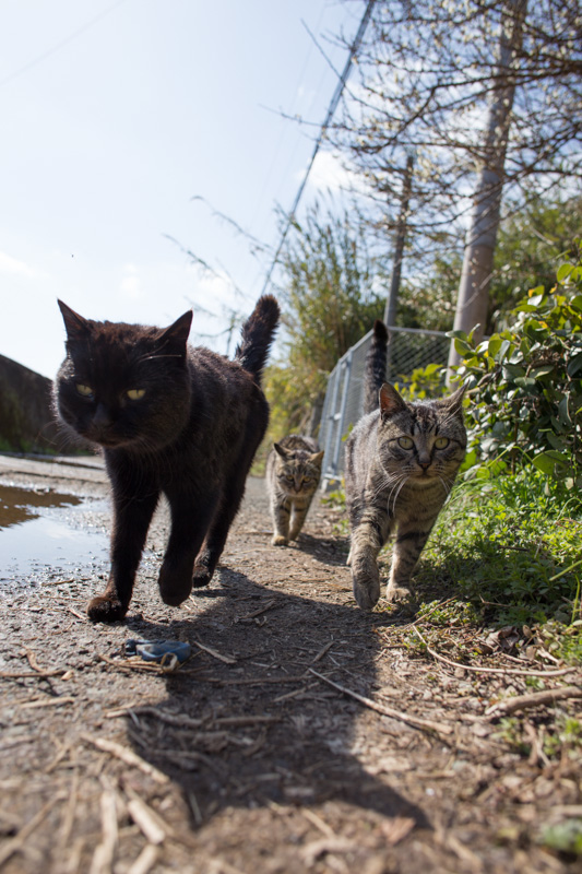 f:id:fubirai:20130419225030j:image