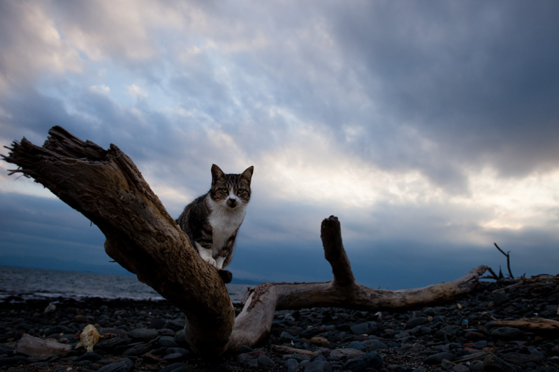 f:id:fubirai:20130419225035j:image