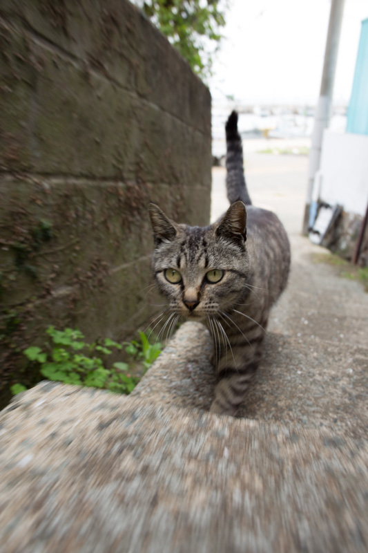 f:id:fubirai:20130419234838j:image