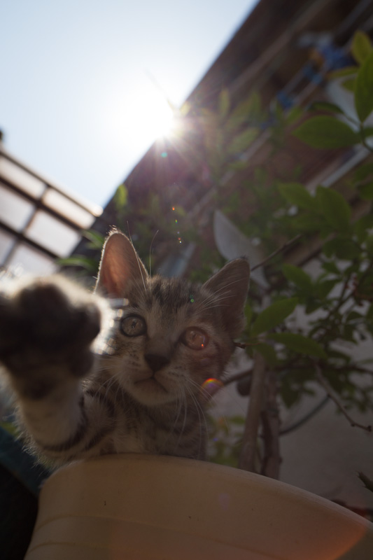 f:id:fubirai:20130515230922j:image