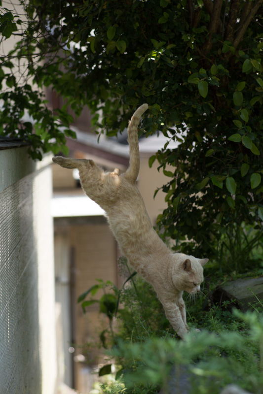 f:id:fubirai:20130517213923j:image