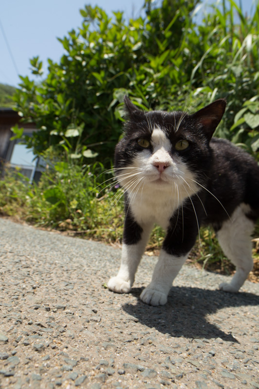 f:id:fubirai:20130517213929j:image