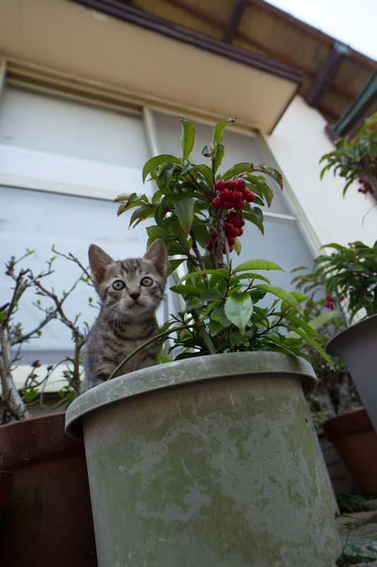 f:id:fubirai:20130517213936j:image
