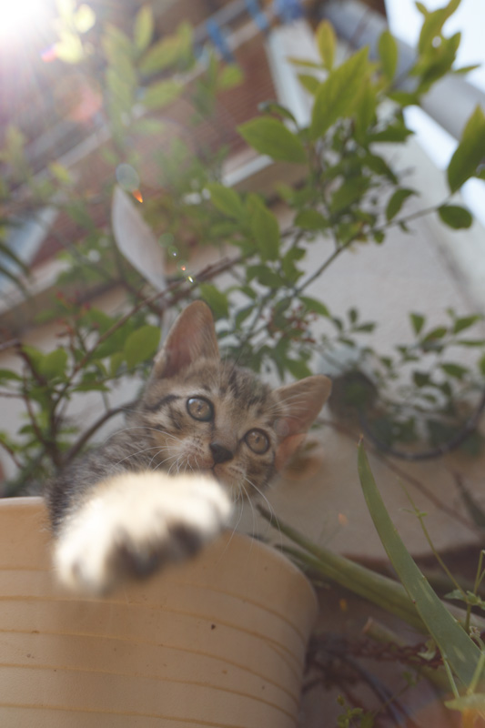 f:id:fubirai:20130517213941j:image