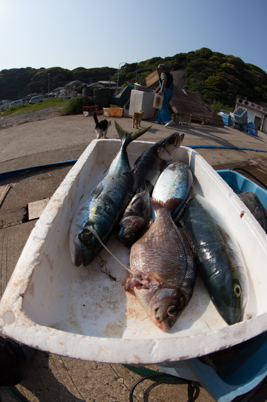 f:id:fubirai:20130523125255j:image