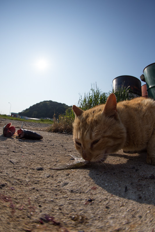 f:id:fubirai:20130523131735j:image