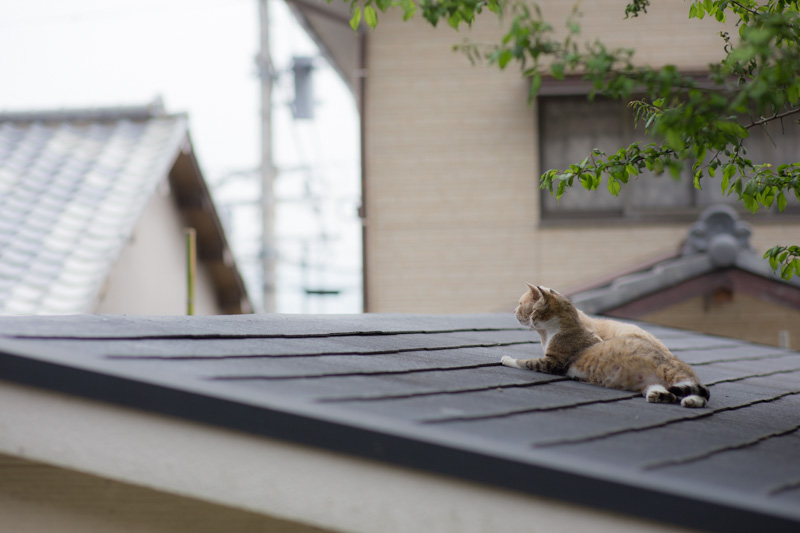 f:id:fubirai:20130525224130j:image