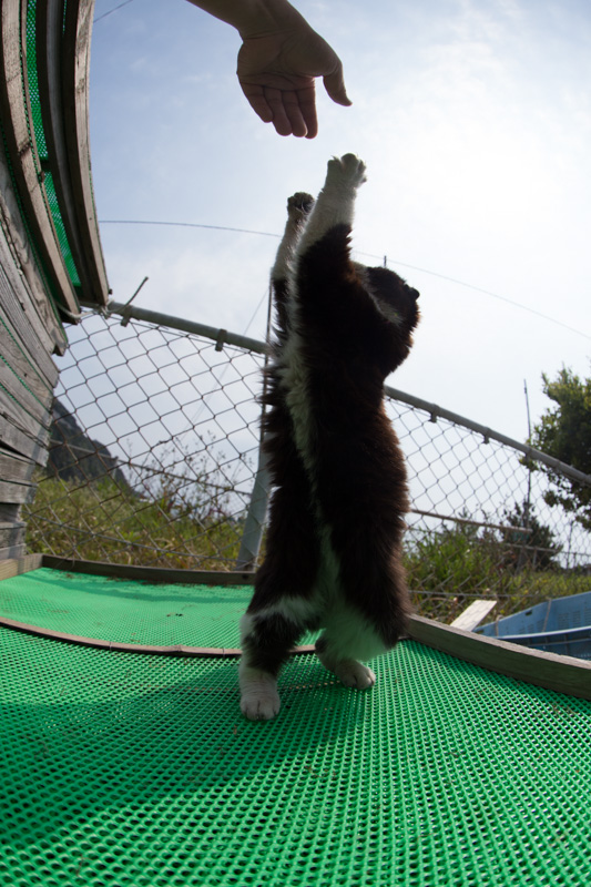 f:id:fubirai:20130612223517j:image