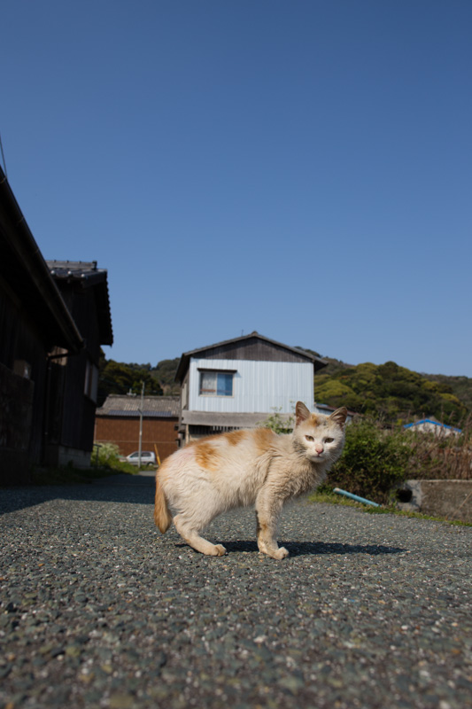 f:id:fubirai:20130612223520j:image
