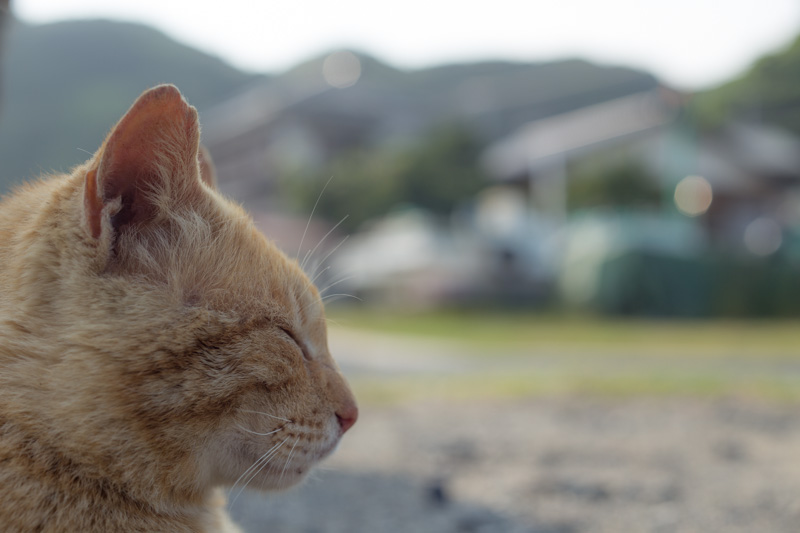 f:id:fubirai:20130624225236j:image