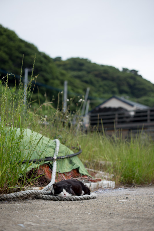f:id:fubirai:20130624225239j:image