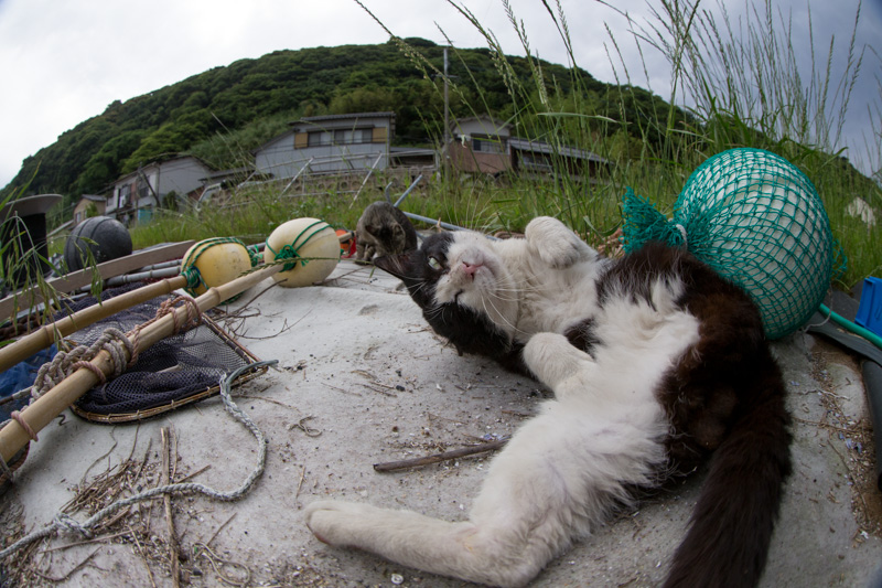 f:id:fubirai:20130624225241j:image