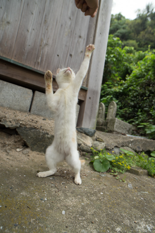 f:id:fubirai:20130716231203j:image