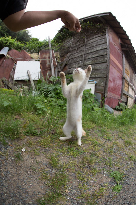 f:id:fubirai:20130716231206j:image