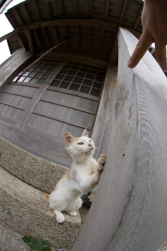f:id:fubirai:20130716231210j:image