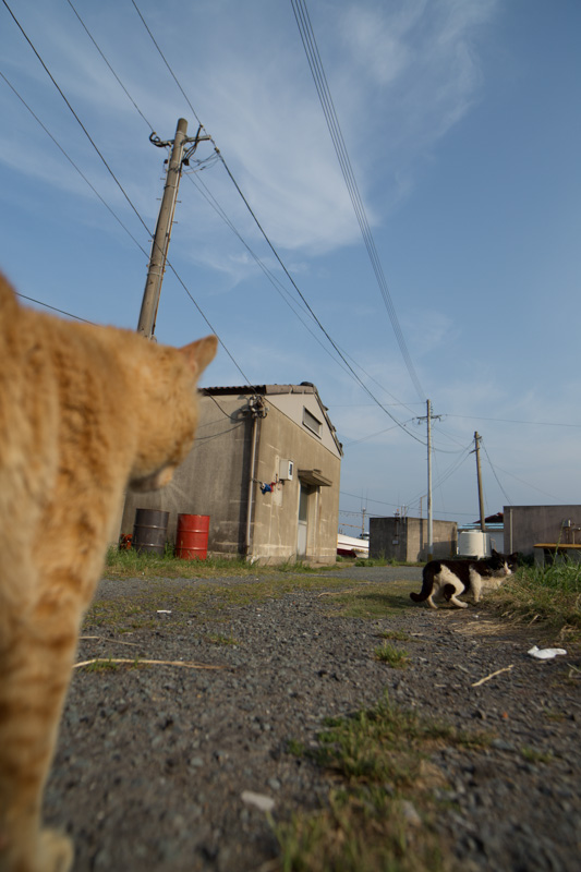 f:id:fubirai:20130720234248j:image