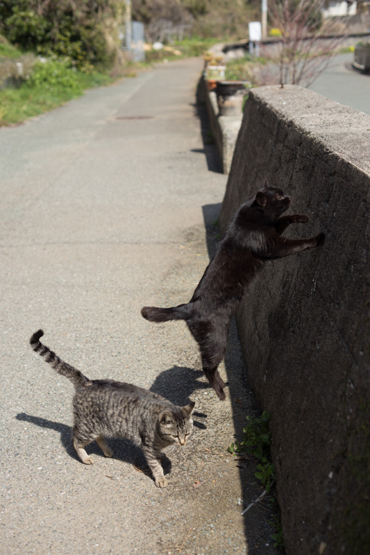 f:id:fubirai:20130726222917j:image