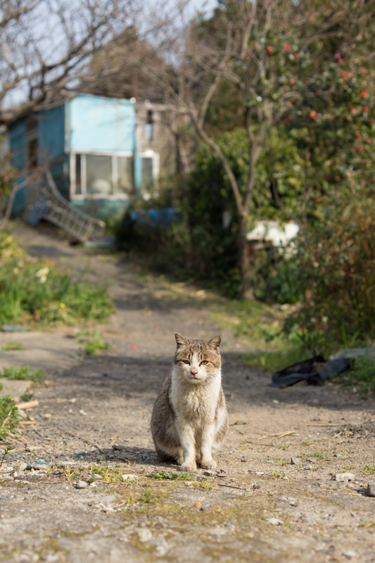 f:id:fubirai:20130726222924j:image