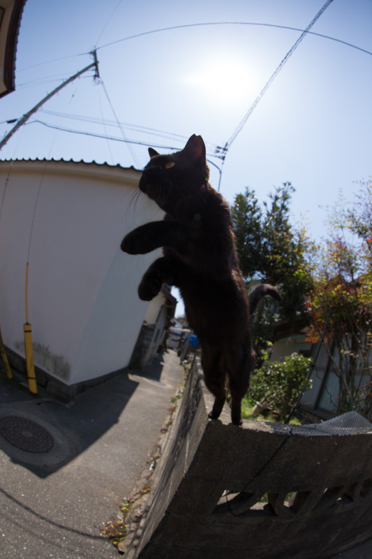 f:id:fubirai:20130726222934j:image