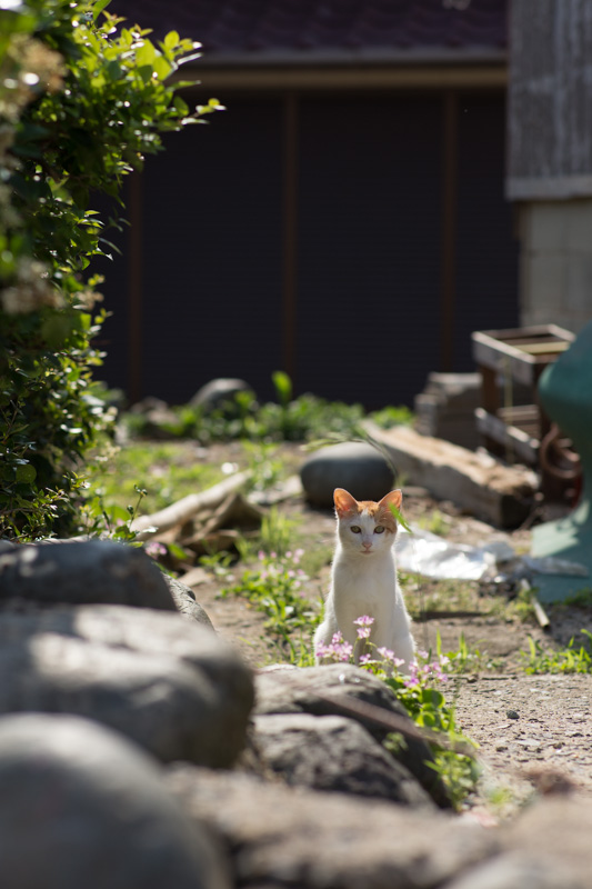 f:id:fubirai:20130726222936j:image