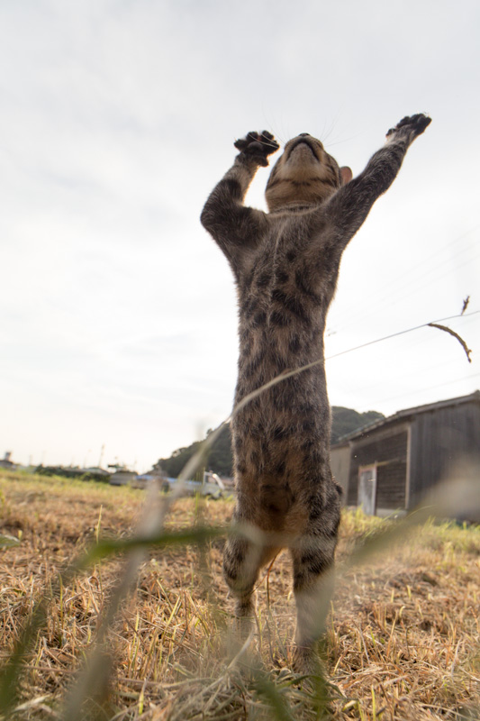 f:id:fubirai:20130906202415j:image