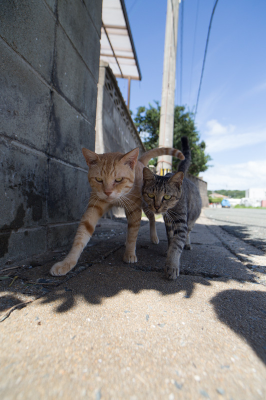 f:id:fubirai:20130908225009j:image
