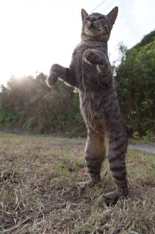 f:id:fubirai:20130912224153j:image