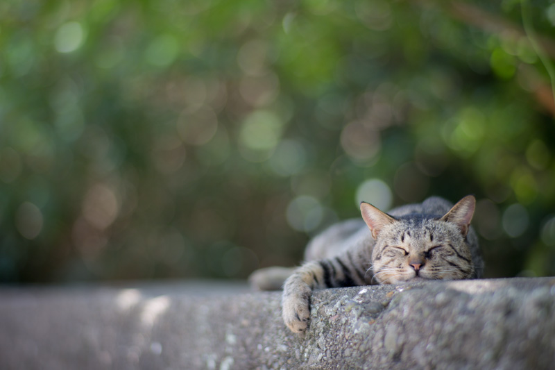 f:id:fubirai:20130918231316j:image