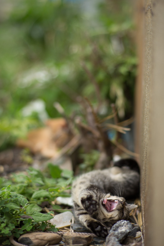 f:id:fubirai:20130922233904j:image