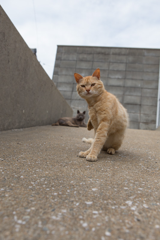 f:id:fubirai:20130924224321j:image