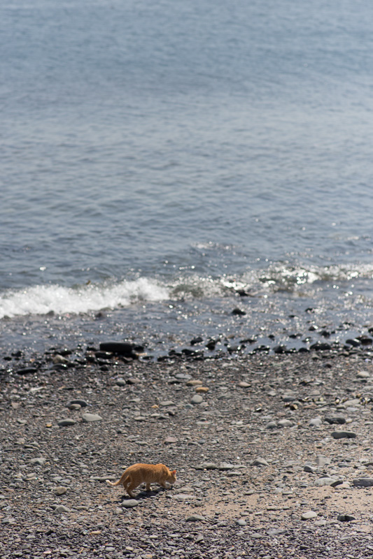 f:id:fubirai:20131004230455j:image