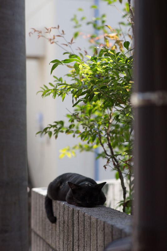 f:id:fubirai:20131004230457j:image