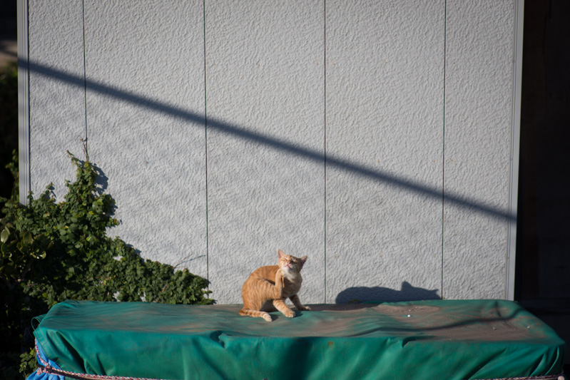 f:id:fubirai:20131004230501j:image