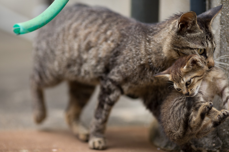 f:id:fubirai:20131004230515j:image