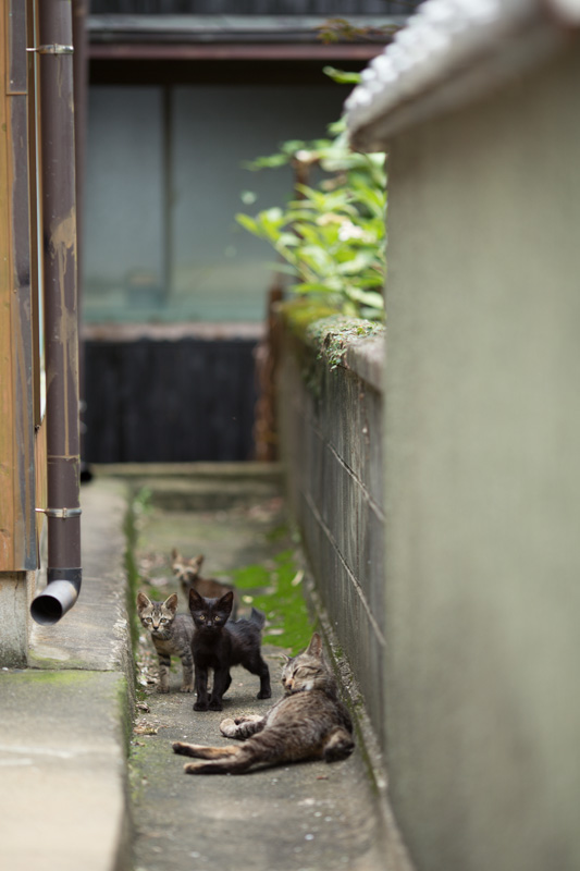 f:id:fubirai:20131004230519j:image