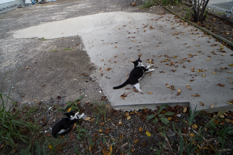 f:id:fubirai:20131014225558j:image