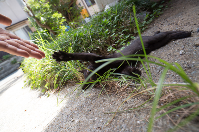 f:id:fubirai:20131018213106j:image