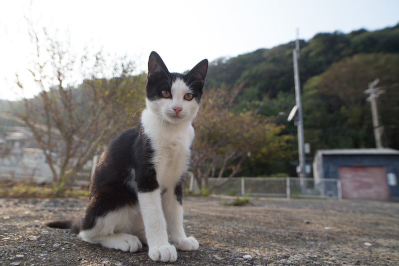 f:id:fubirai:20131018213109j:image