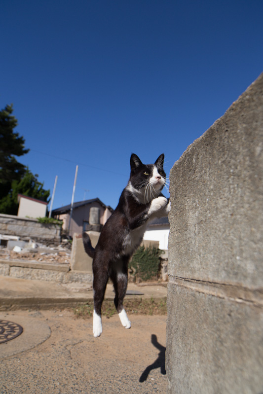 f:id:fubirai:20131024222739j:image