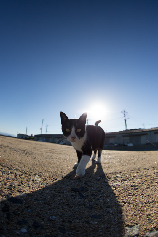 f:id:fubirai:20131024222740j:image