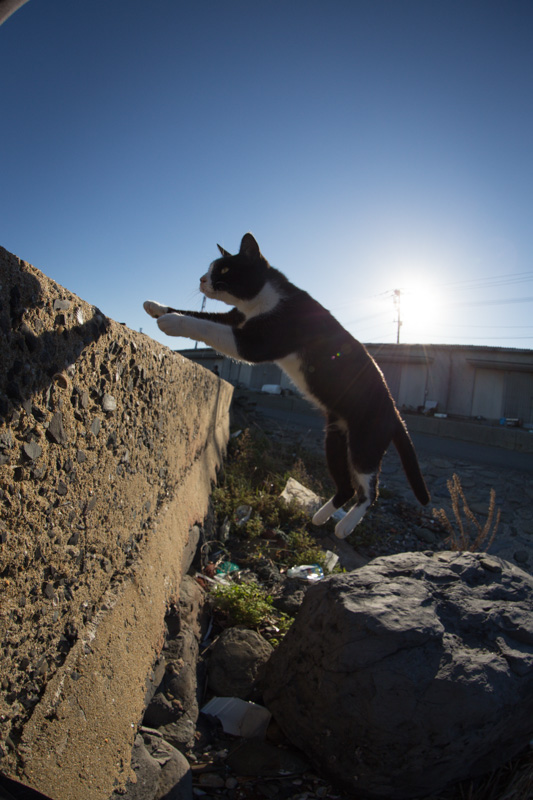 f:id:fubirai:20131024222742j:image