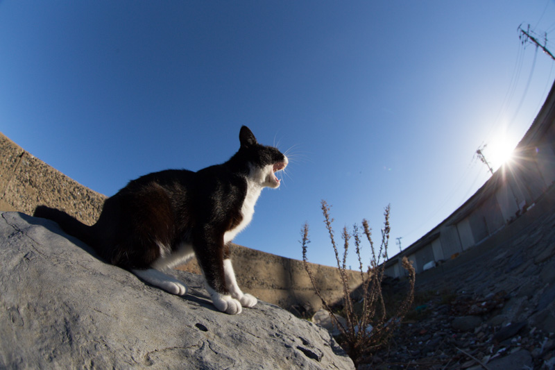 f:id:fubirai:20131024222744j:image