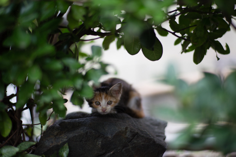 f:id:fubirai:20131115230113j:image