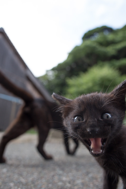 f:id:fubirai:20131115230122j:image