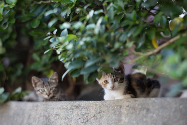 f:id:fubirai:20131117230538j:image