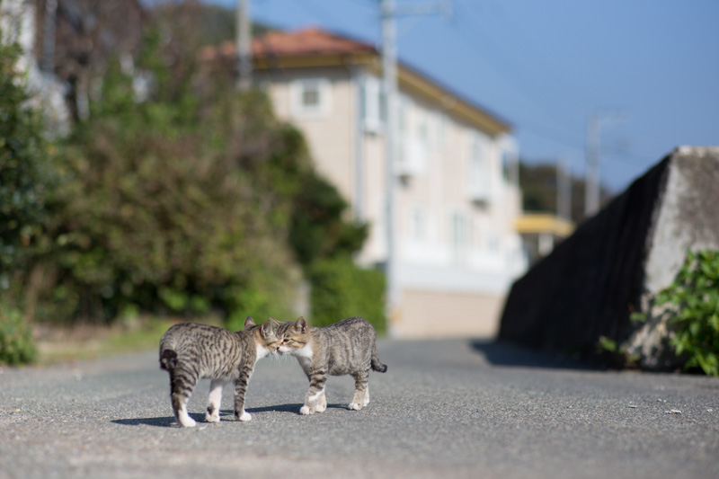 f:id:fubirai:20131123230810j:image