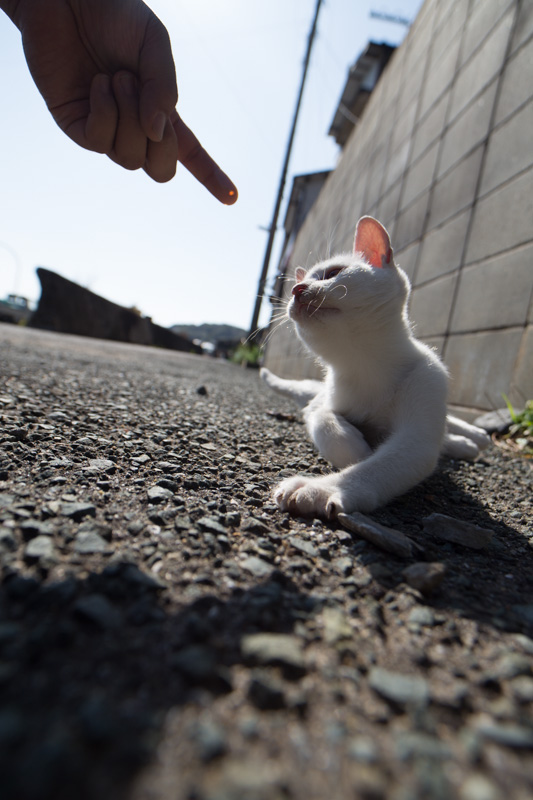 f:id:fubirai:20131201231334j:image