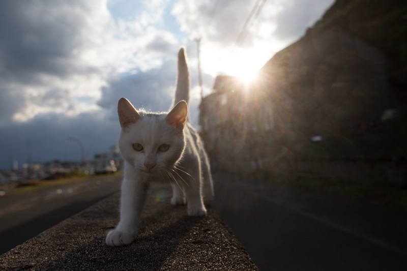 f:id:fubirai:20131205231018j:image