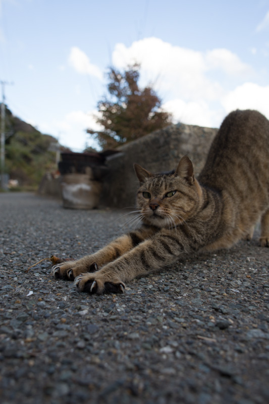 f:id:fubirai:20131209225443j:image