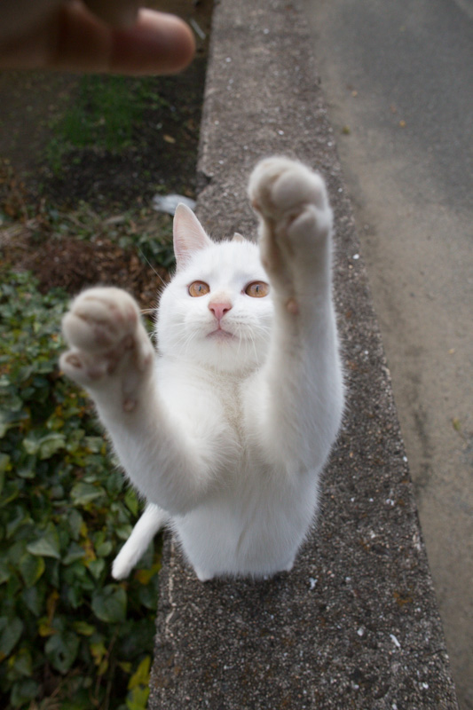 f:id:fubirai:20131213204222j:image